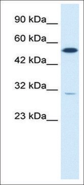 Anti-HNF4G (AB1) antibody produced in rabbit affinity isolated antibody