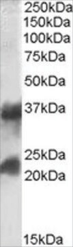 Anti-CTLA and CTLB antibody produced in goat affinity isolated antibody, buffered aqueous solution