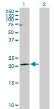 Anti-CLDN20 antibody produced in rabbit purified immunoglobulin, buffered aqueous solution