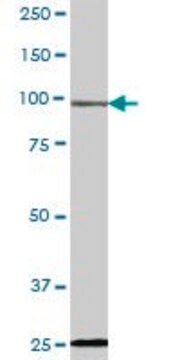 Anti-DSTYK antibody produced in mouse purified immunoglobulin, buffered aqueous solution