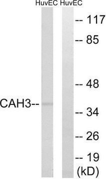 Anti-CA3 antibody produced in rabbit affinity isolated antibody