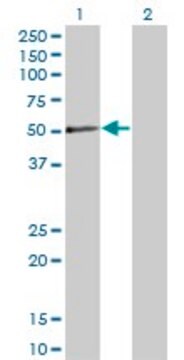 Monoclonal Anti-PXK, (C-terminal) antibody produced in mouse clone 4D11, purified immunoglobulin, buffered aqueous solution