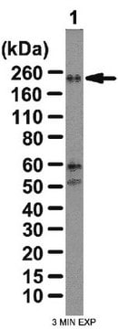 Anti-WNK3 Antibody from rabbit, purified by affinity chromatography