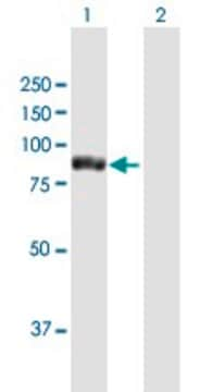 Anti-TTC12 antibody produced in mouse purified immunoglobulin, buffered aqueous solution