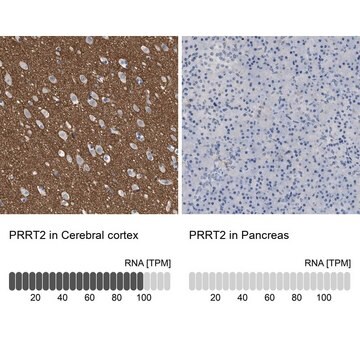 Anti-PRRT2 antibody produced in rabbit Prestige Antibodies&#174; Powered by Atlas Antibodies, affinity isolated antibody, buffered aqueous glycerol solution