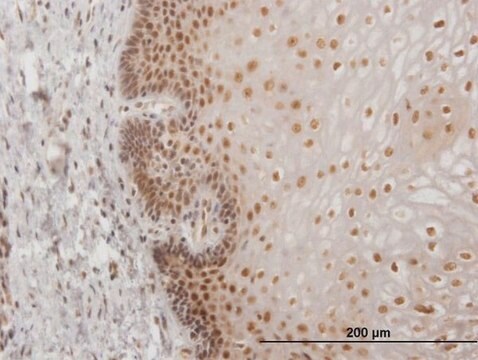 Monoclonal Anti-USF2, (N-terminal) antibody produced in mouse clone 5F2, purified immunoglobulin, buffered aqueous solution