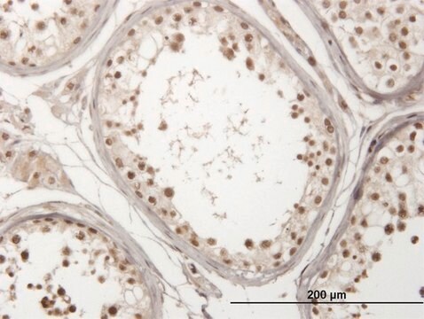 Monoclonal Anti-USP29 antibody produced in mouse clone 1A8, purified immunoglobulin, buffered aqueous solution