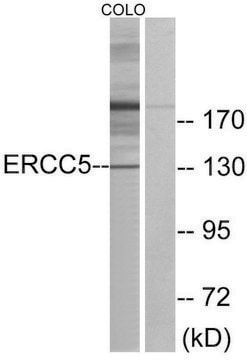 Anti-ERCC5 antibody produced in rabbit affinity isolated antibody