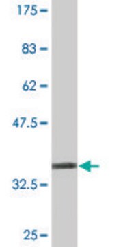 Monoclonal Anti-PHACTR3 antibody produced in mouse clone 4A5, purified immunoglobulin, buffered aqueous solution