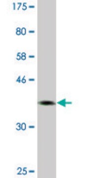 Monoclonal Anti-NFIC antibody produced in mouse clone 2B6, ascites fluid, solution