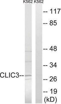 Anti-CLIC3 antibody produced in rabbit affinity isolated antibody