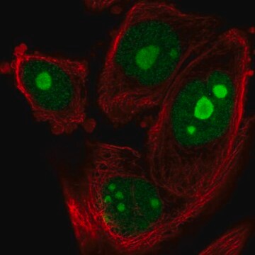 Anti-ZNF593 antibody produced in rabbit Prestige Antibodies&#174; Powered by Atlas Antibodies, affinity isolated antibody