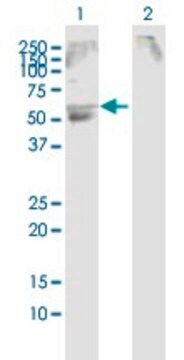 Anti-SLC22A12 antibody produced in rabbit purified immunoglobulin, buffered aqueous solution