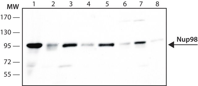 Monoclonal Anti-Nup98 antibody produced in mouse clone 2H10, purified from hybridoma cell culture