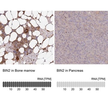 Anti-BIN2 antibody produced in rabbit Prestige Antibodies&#174; Powered by Atlas Antibodies, affinity isolated antibody, buffered aqueous glycerol solution