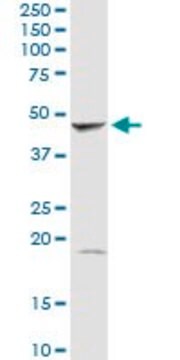 Anti-GMDS antibody produced in rabbit purified immunoglobulin, buffered aqueous solution