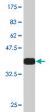 Monoclonal Anti-TNFRSF6B antibody produced in mouse clone 1F1, purified immunoglobulin, buffered aqueous solution