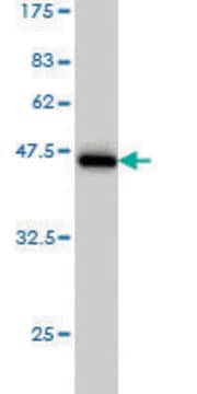 Monoclonal Anti-PBP antibody produced in mouse clone M2, purified immunoglobulin, buffered aqueous solution