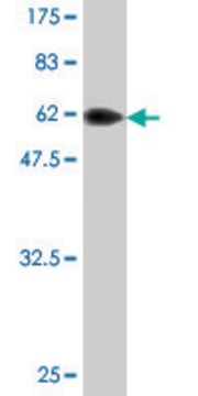 Monoclonal Anti-DCN antibody produced in mouse clone 2B5-G5, purified immunoglobulin, buffered aqueous solution