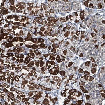 Anti-ABHD18 antibody produced in rabbit Prestige Antibodies&#174; Powered by Atlas Antibodies, affinity isolated antibody, buffered aqueous glycerol solution