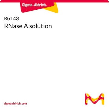 RNase A -Lösung