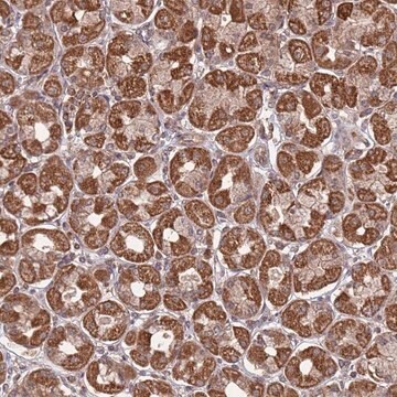 Anti-PRR7 antibody produced in rabbit Prestige Antibodies&#174; Powered by Atlas Antibodies, affinity isolated antibody, buffered aqueous glycerol solution