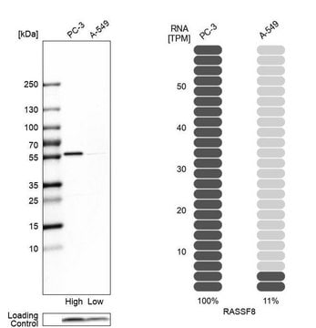 Anti-RASSF8 antibody produced in rabbit Prestige Antibodies&#174; Powered by Atlas Antibodies, affinity isolated antibody, buffered aqueous glycerol solution