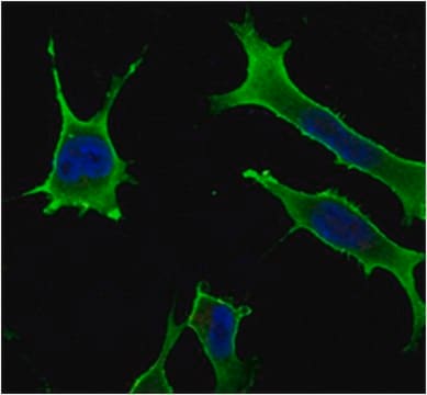 Anti-Rab10-Antikörper, Klon&nbsp;4E2 ascites fluid, clone 4E2, from mouse