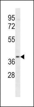 ANTI-LTB4R2(C-TERMINAL) antibody produced in rabbit affinity isolated antibody, buffered aqueous solution