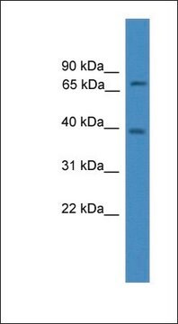 Anti-NCOA4 antibody produced in rabbit affinity isolated antibody