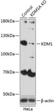 Anti-KDM1 antibody produced in rabbit