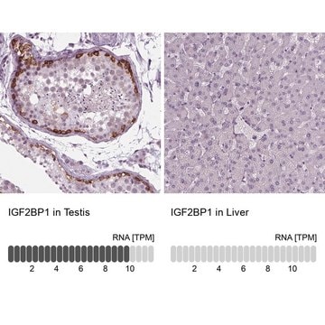 Anti-IGF2BP1 antibody produced in rabbit Prestige Antibodies&#174; Powered by Atlas Antibodies, affinity isolated antibody, buffered aqueous glycerol solution