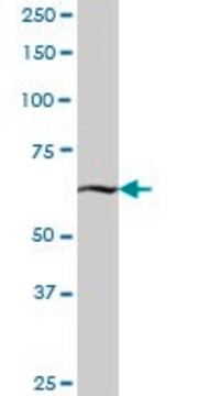 Anti-KBTBD7 antibody produced in mouse IgG fraction of antiserum, buffered aqueous solution