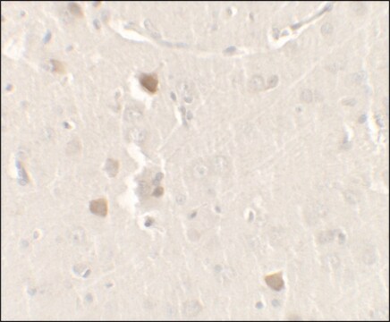 Anti-CISD2 antibody produced in rabbit affinity isolated antibody, buffered aqueous solution