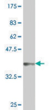 ANTI-GNL3 antibody produced in mouse clone 2B9, purified immunoglobulin, buffered aqueous solution