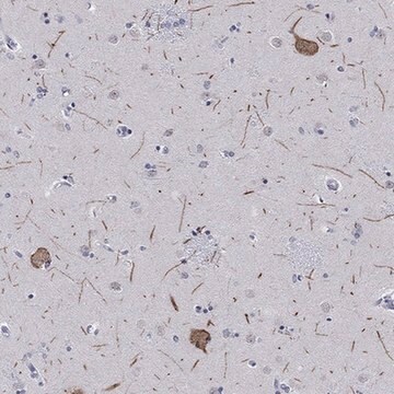 Anti-HCN4 antibody produced in rabbit Prestige Antibodies&#174; Powered by Atlas Antibodies, affinity isolated antibody, buffered aqueous glycerol solution