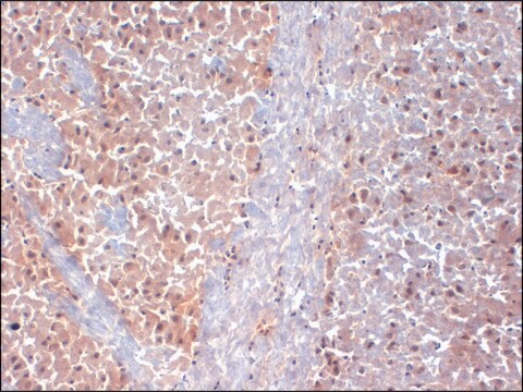 Monoclonal Anti-KCNAB1 antibody produced in mouse clone S40-17, 1&#160;mg/mL, purified immunoglobulin