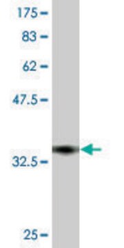 Monoclonal Anti-TRPV5, (N-terminal) antibody produced in mouse clone 6D6, purified immunoglobulin, buffered aqueous solution