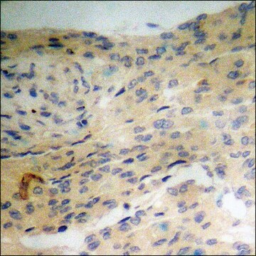 Anti-phospho-SHP-2 (pTyr542) antibody produced in rabbit affinity isolated antibody