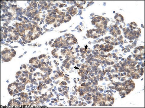 Anti-HES6 antibody produced in rabbit IgG fraction of antiserum