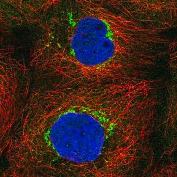 Anti-TVP23C antibody produced in rabbit Prestige Antibodies&#174; Powered by Atlas Antibodies, affinity isolated antibody