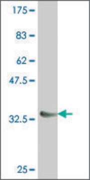 Monoclonal Anti-NKX6-1 antibody produced in mouse clone 1A7, purified immunoglobulin, buffered aqueous solution