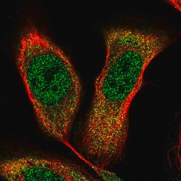 Anti-NKX2-5 antibody produced in rabbit Prestige Antibodies&#174; Powered by Atlas Antibodies, affinity isolated antibody