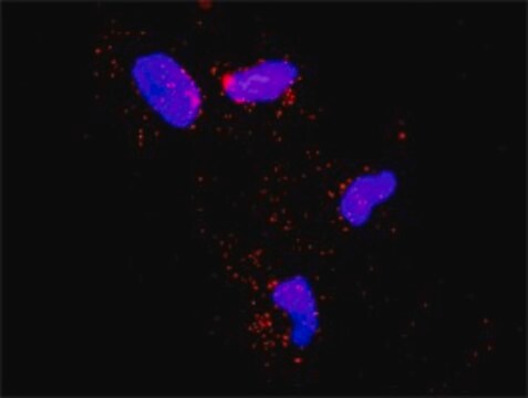 Anti-SMURF1 antibody produced in rabbit purified immunoglobulin, buffered aqueous solution