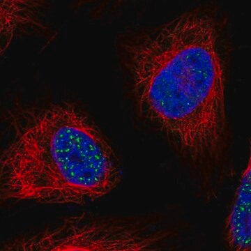 Anti-WDR90 antibody produced in rabbit Prestige Antibodies&#174; Powered by Atlas Antibodies, affinity isolated antibody