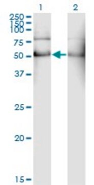 Monoclonal Anti-ALDH2 antibody produced in mouse clone 1E5, purified immunoglobulin, buffered aqueous solution