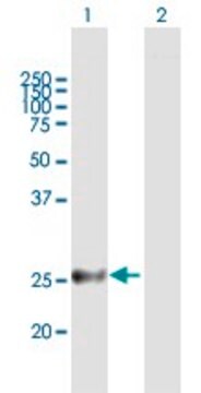 Anti-MREG antibody produced in mouse purified immunoglobulin, buffered aqueous solution