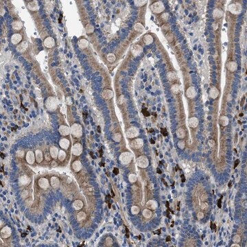 Anti-SGCZ antibody produced in rabbit Prestige Antibodies&#174; Powered by Atlas Antibodies, affinity isolated antibody, buffered aqueous glycerol solution