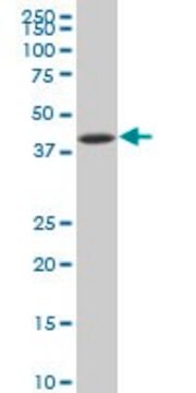 ANTI-NFKBIB antibody produced in mouse clone 3B5, purified immunoglobulin, buffered aqueous solution