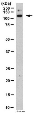 Anticorps anti-intégrine&nbsp;alpha&nbsp;10 (ITGA10) from rabbit, purified by affinity chromatography